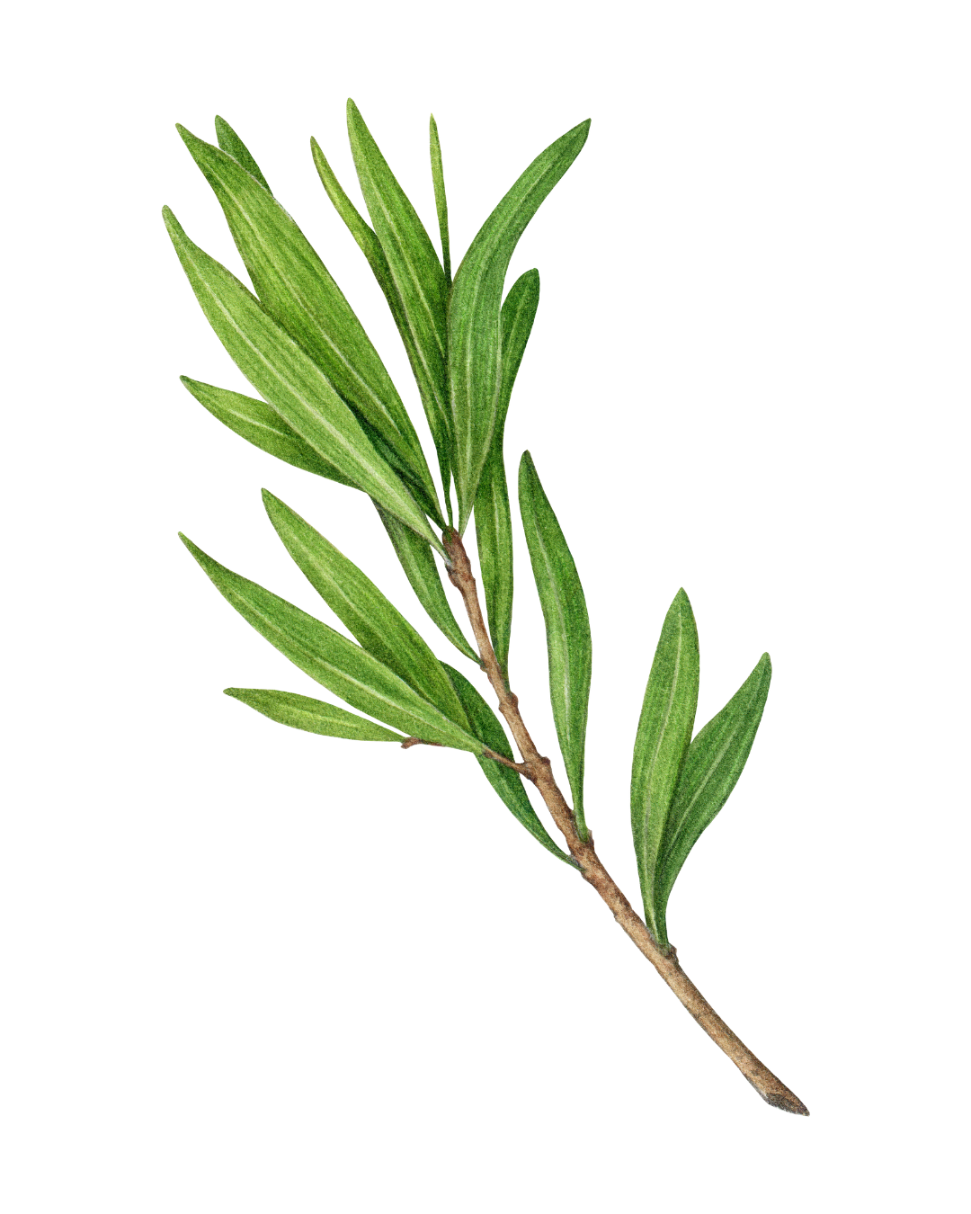 Alt Image